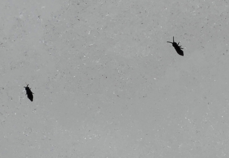 Tiny Black Bugs That Jump And Bite 96